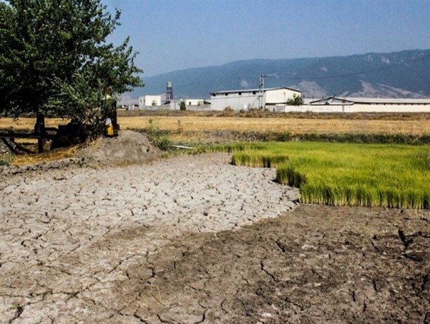 امنیت غذایی زیر تیغ خشکسالی/ تهدیدی که باید جدی گرفته شود