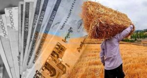 خرید تضمینی ۲۳۳هزار تن گندم از کشاورزان استان اردبیل/ پرداخت ۱۷هزار و ۶۸۰ میلیارد ریال به گندمکاران استان