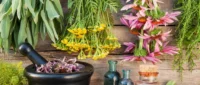 تاثیر داروهای گیاهی؛ عوارض و فواید گیاهان دارویی